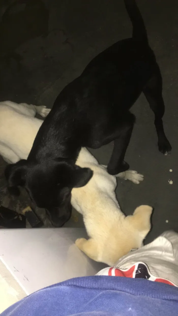 Cachorro ra a SRD-ViraLata idade 7 a 11 meses nome Zeus