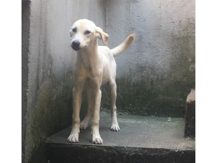 Cachorro ra a SRD-ViraLata idade 7 a 11 meses nome Zeus