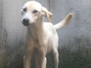 Cachorro raça SRD-ViraLata idade 7 a 11 meses nome Zeus