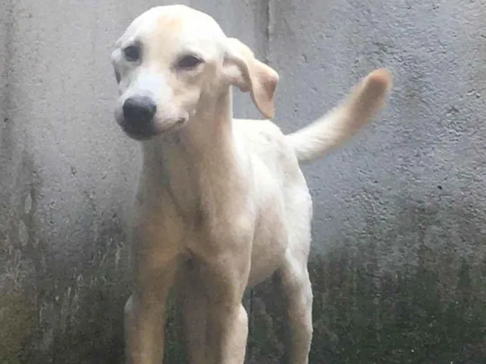 Cachorro ra a SRD-ViraLata idade 7 a 11 meses nome Zeus