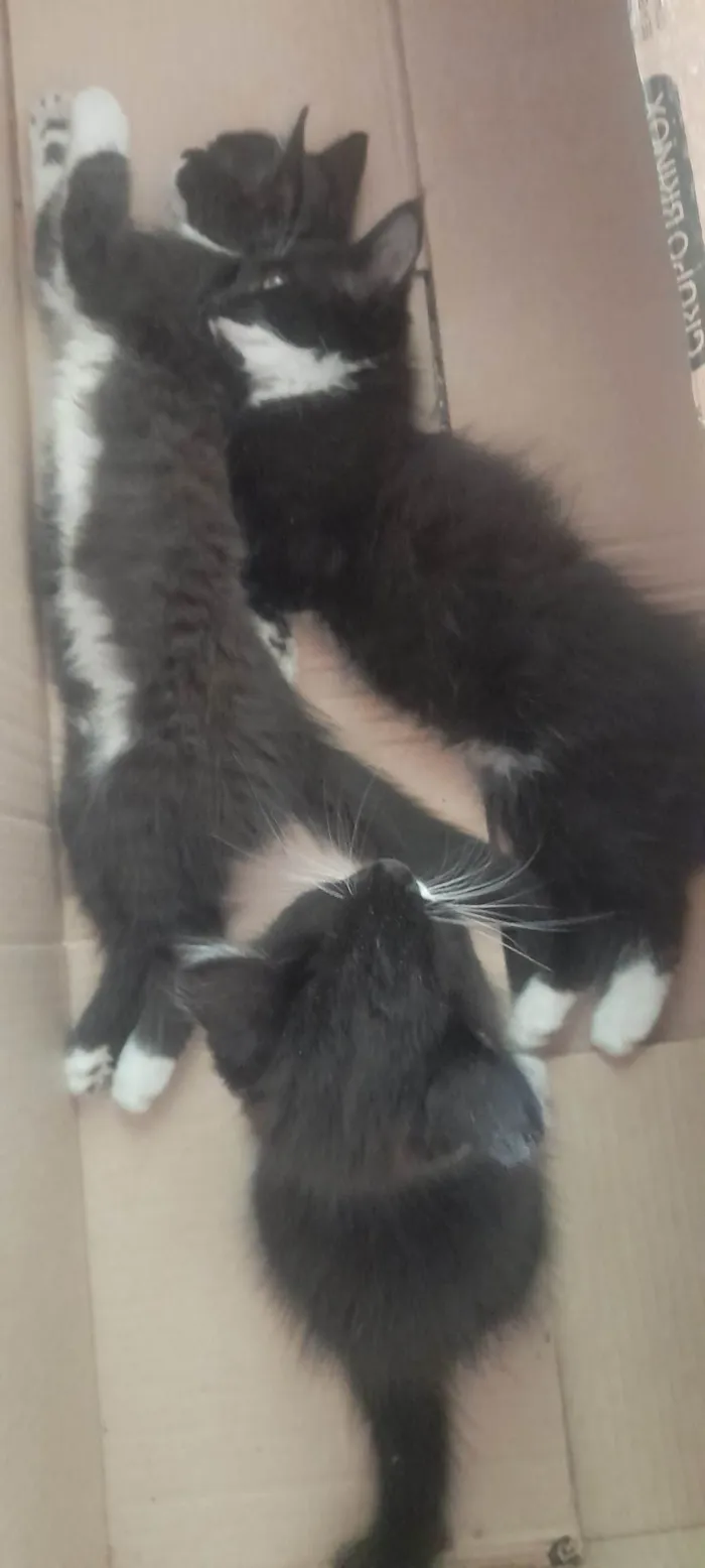 Gato ra a frajolinha idade 2 a 6 meses nome não há nome 