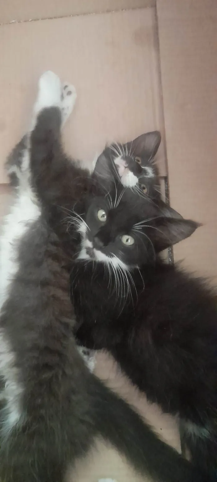 Gato ra a frajolinha idade 2 a 6 meses nome não há nome 