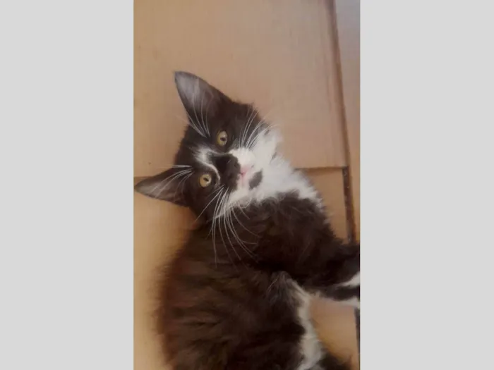 Gato ra a frajolinha idade 2 a 6 meses nome não há nome 
