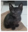 CHOKITO