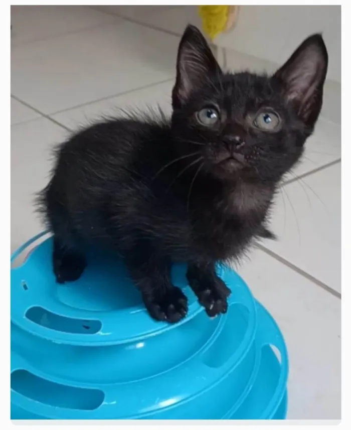 Gato ra a srs idade 2 a 6 meses nome CHOKITO