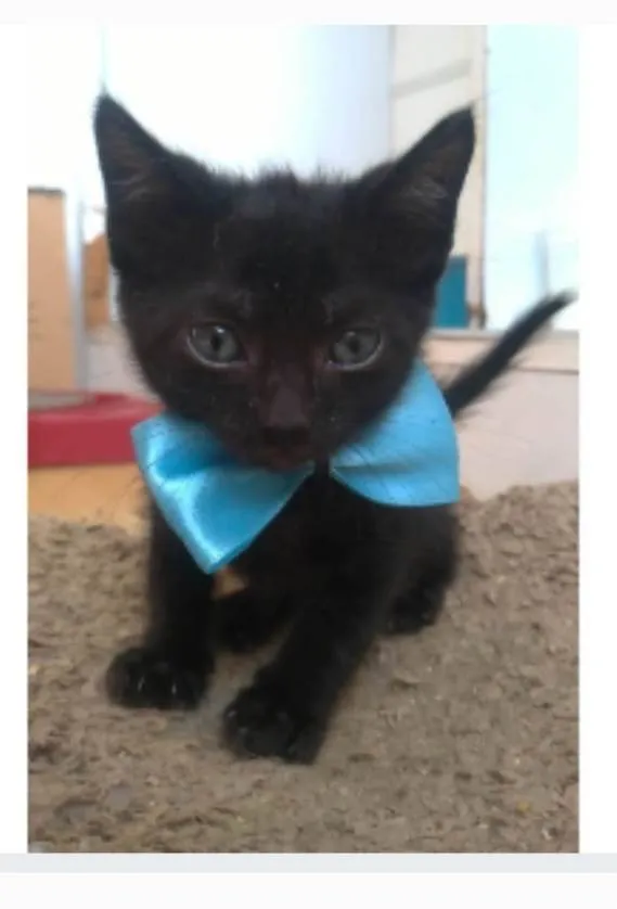 Gato ra a srs idade 2 a 6 meses nome CHOKITO