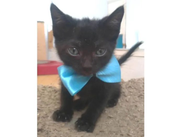 Gato ra a srs idade 2 a 6 meses nome CHOKITO