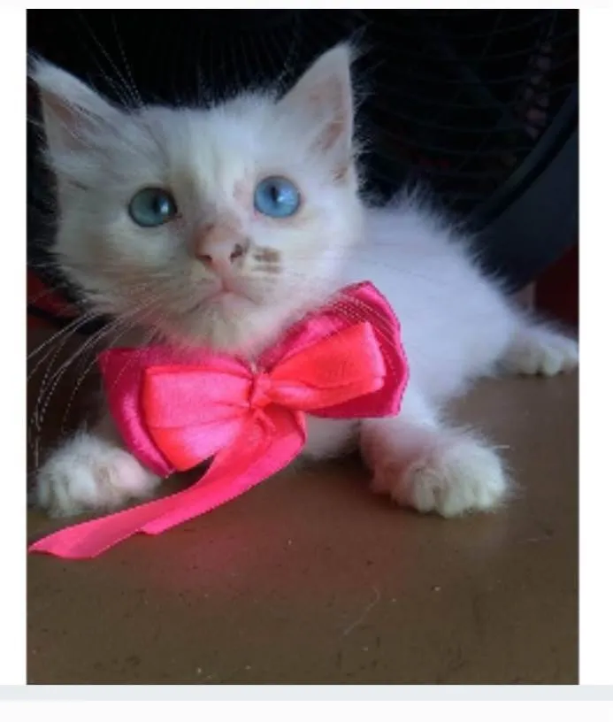 Gato ra a srd idade 2 a 6 meses nome KEIKE
