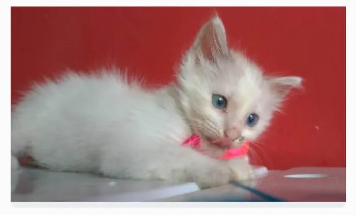 Gato ra a srd idade 2 a 6 meses nome KEIKE