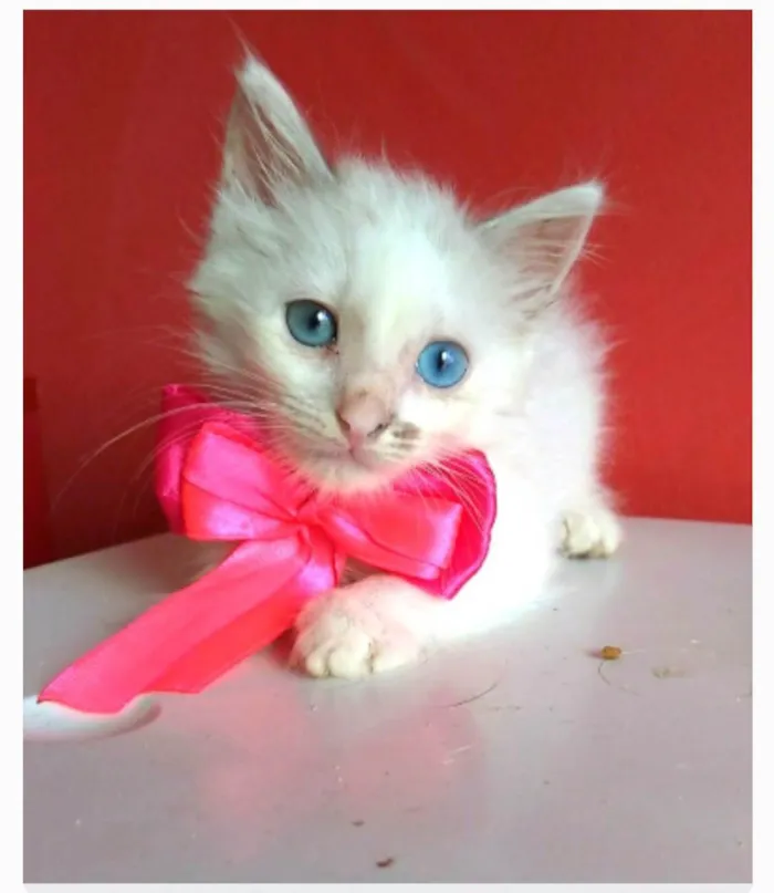 Gato ra a srd idade 2 a 6 meses nome KEIKE