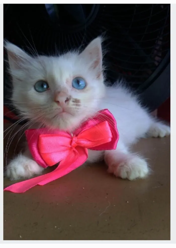 Gato ra a srd idade 2 a 6 meses nome KEIKE