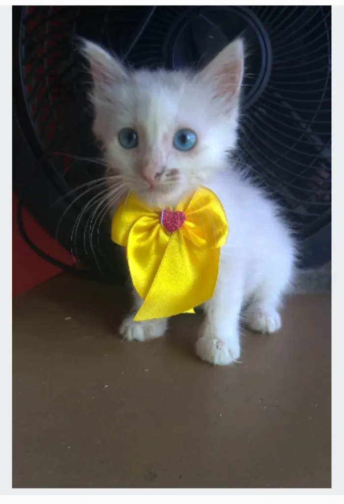 Gato ra a srd idade 2 a 6 meses nome KEIKE