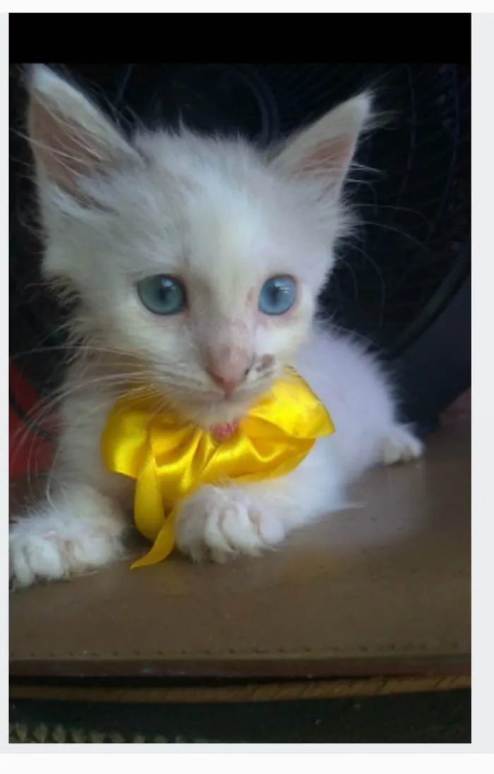 Gato ra a srd idade 2 a 6 meses nome KEIKE