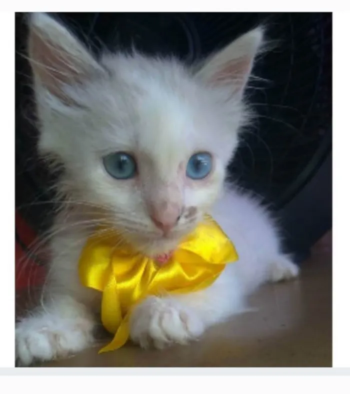 Gato ra a srd idade 2 a 6 meses nome KEIKE