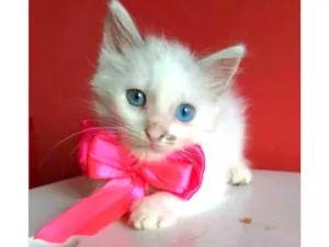 Gato raça srd idade 2 a 6 meses nome KEIKE