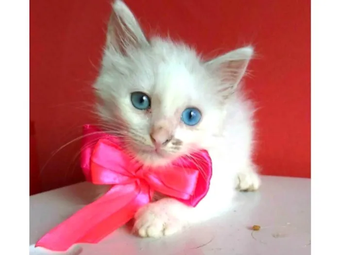 Gato ra a srd idade 2 a 6 meses nome KEIKE
