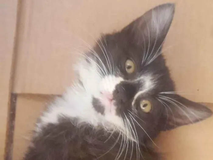 Gato ra a frajolinha idade 2 a 6 meses nome não há nome 
