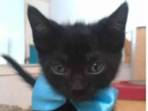 Gato raça srs idade 2 a 6 meses nome CHOKITO