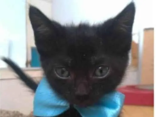 Gato ra a srs idade 2 a 6 meses nome CHOKITO