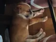 Nina