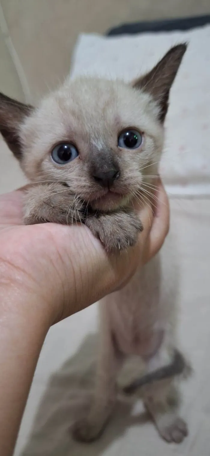 Gato ra a  idade Abaixo de 2 meses nome Amora