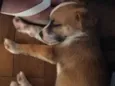 Nina 