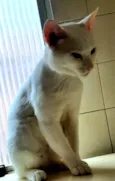 Chorão 
