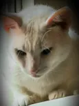 Chorão 