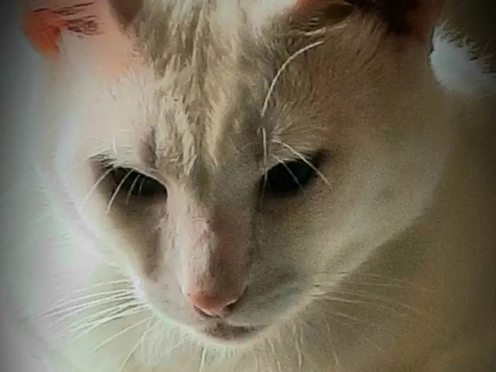 Gato ra a  idade 2 anos nome Chorão 