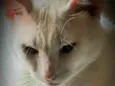 Chorão 