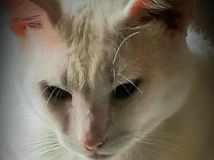 Gato raça  idade 2 anos nome Chorão 
