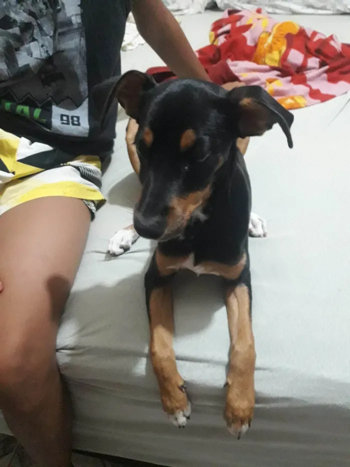 Cachorro ra a SRD-ViraLata pinscher  idade 2 a 6 meses nome Minie