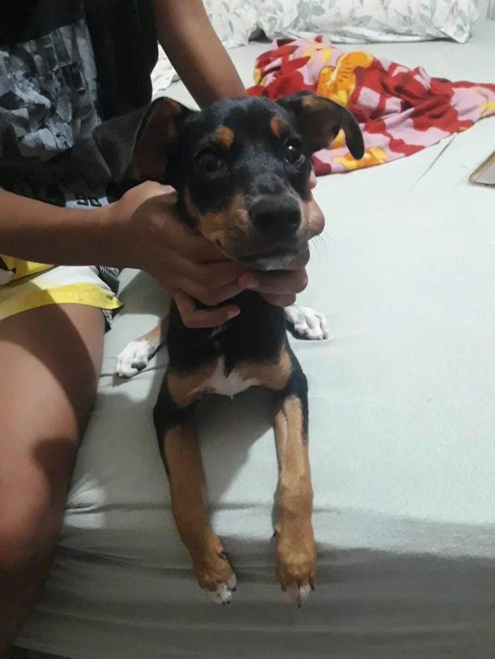 Cachorro ra a SRD-ViraLata pinscher  idade 2 a 6 meses nome Minie