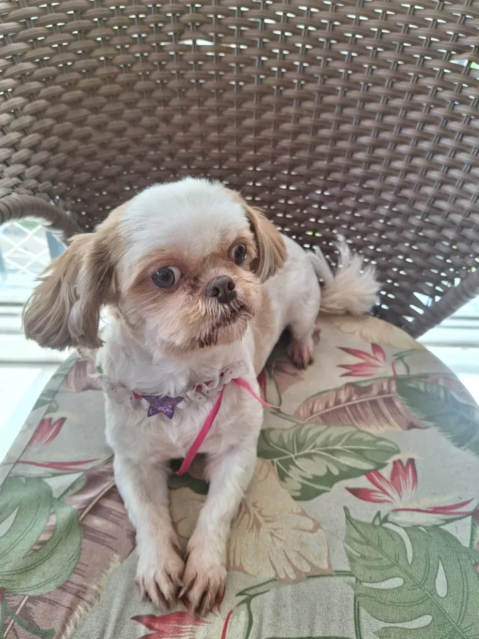 Cachorro ra a Shitzu idade 6 ou mais anos nome Chiara