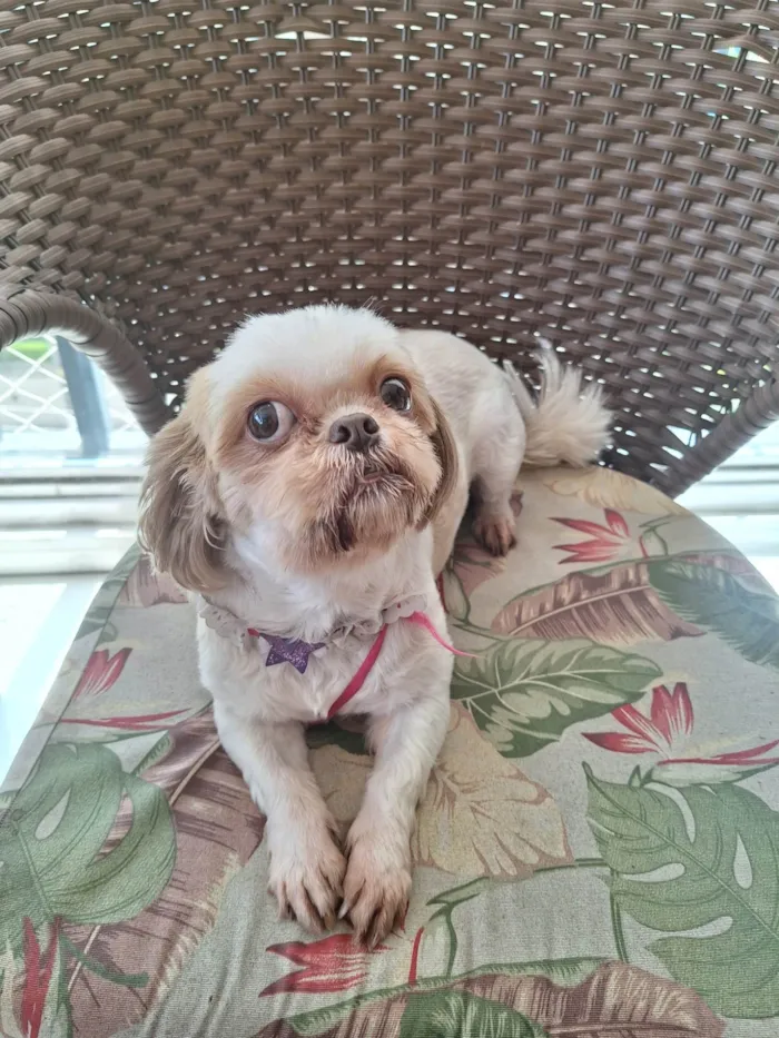 Cachorro ra a Shitzu idade 6 ou mais anos nome Chiara