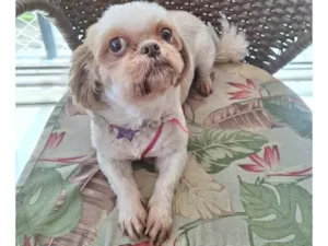 Cachorro raça Shitzu idade 6 ou mais anos nome Chiara