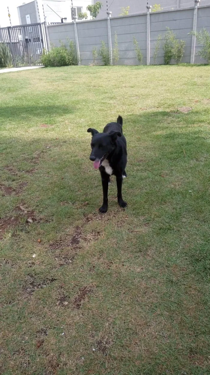 Cachorro ra a Caramelo idade 2 anos nome Lua