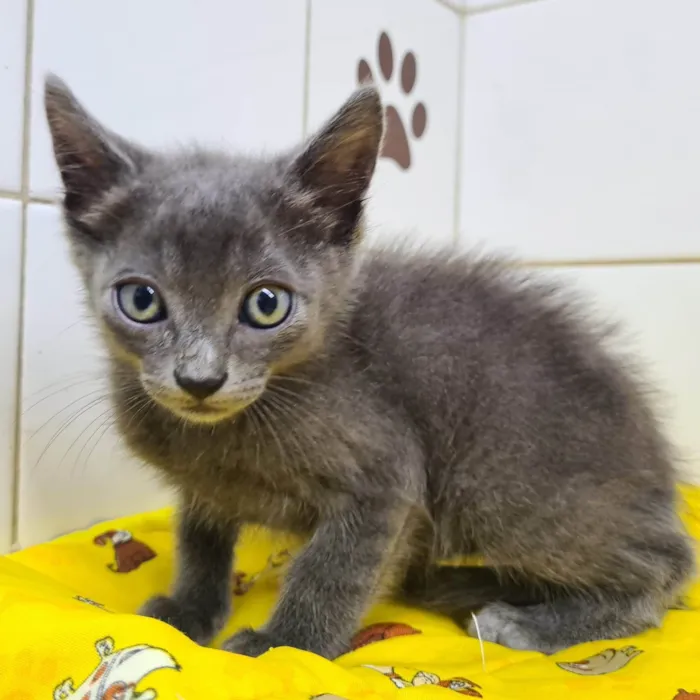 Gato ra a SRD-ViraLata idade Abaixo de 2 meses nome Adoção conjunta 