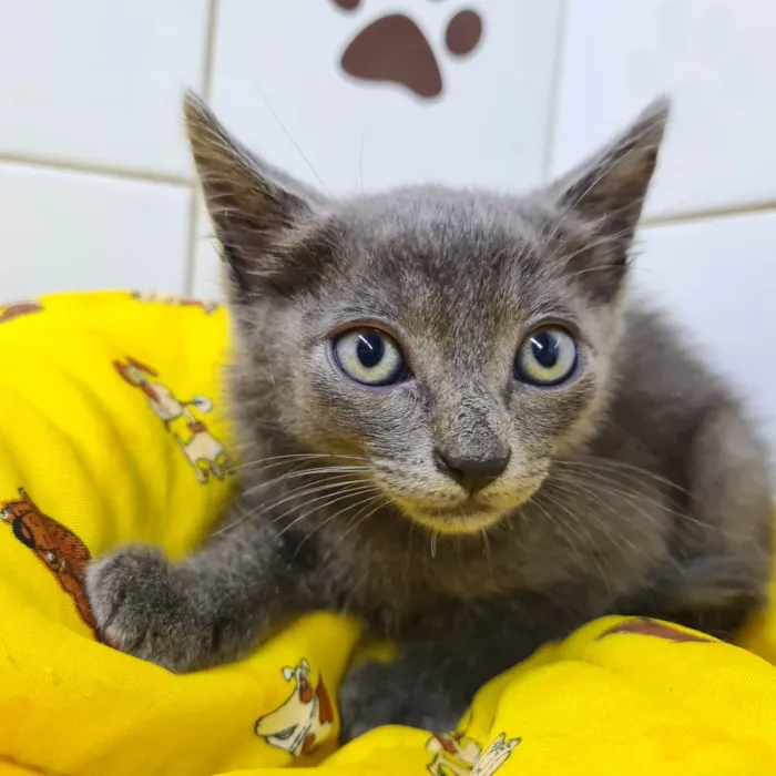 Gato ra a SRD-ViraLata idade Abaixo de 2 meses nome Adoção conjunta 