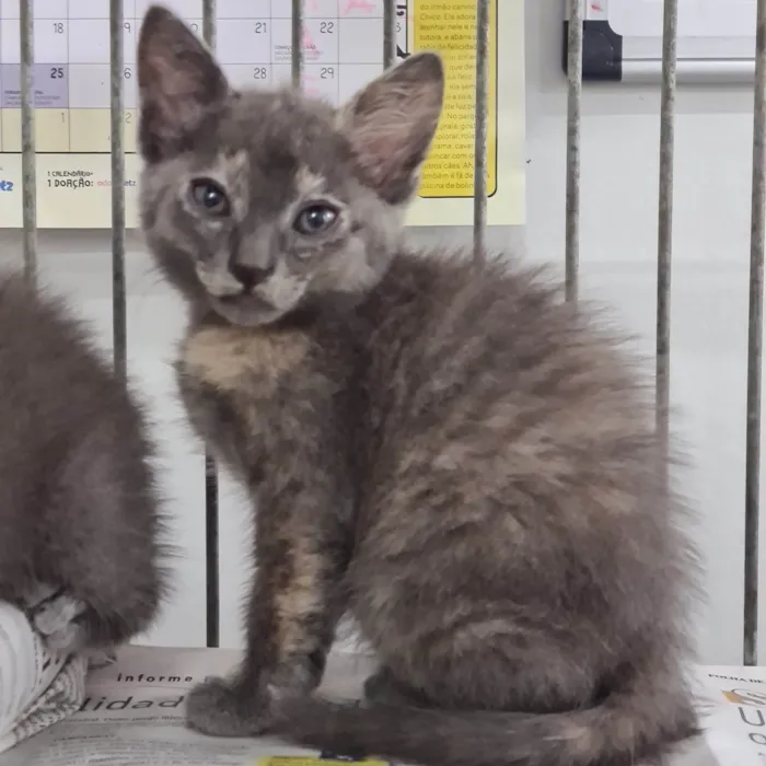 Gato ra a SRD-ViraLata idade Abaixo de 2 meses nome Adoção conjunta 