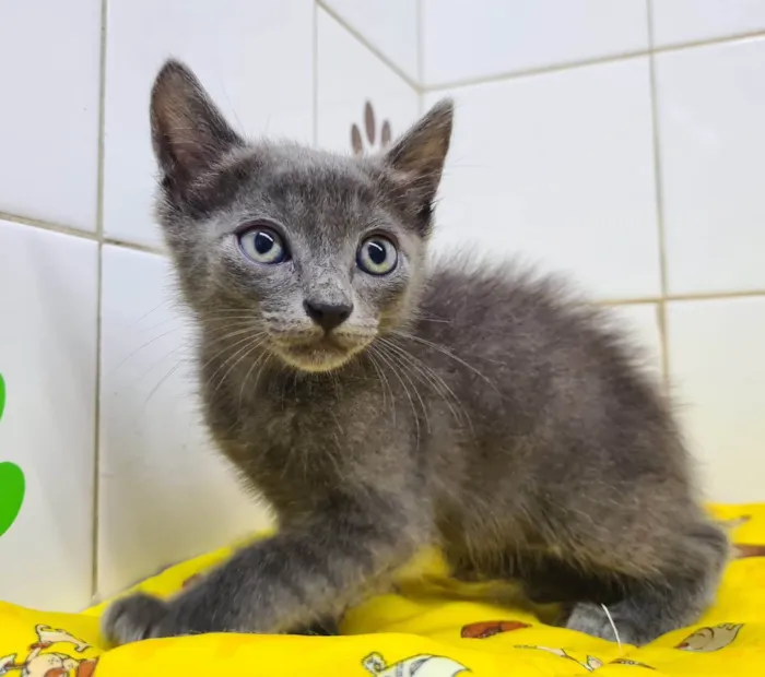 Gato ra a SRD-ViraLata idade Abaixo de 2 meses nome Adoção conjunta 