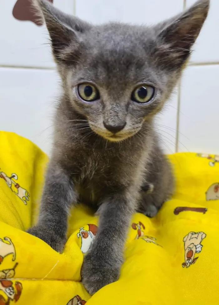 Gato ra a SRD-ViraLata idade Abaixo de 2 meses nome Adoção conjunta 
