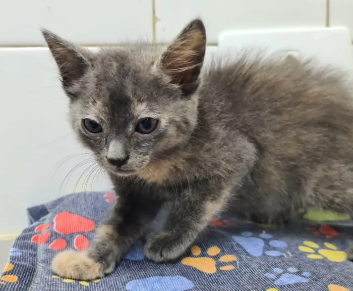 Gato ra a SRD-ViraLata idade Abaixo de 2 meses nome Adoção conjunta 