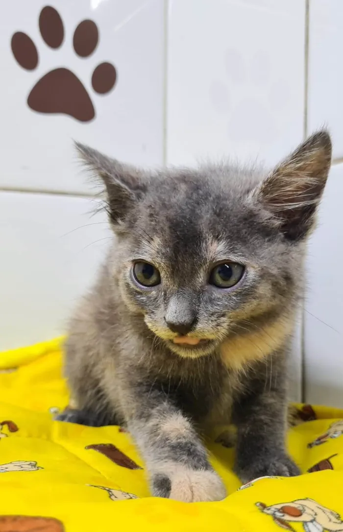 Gato ra a SRD-ViraLata idade Abaixo de 2 meses nome Adoção conjunta 