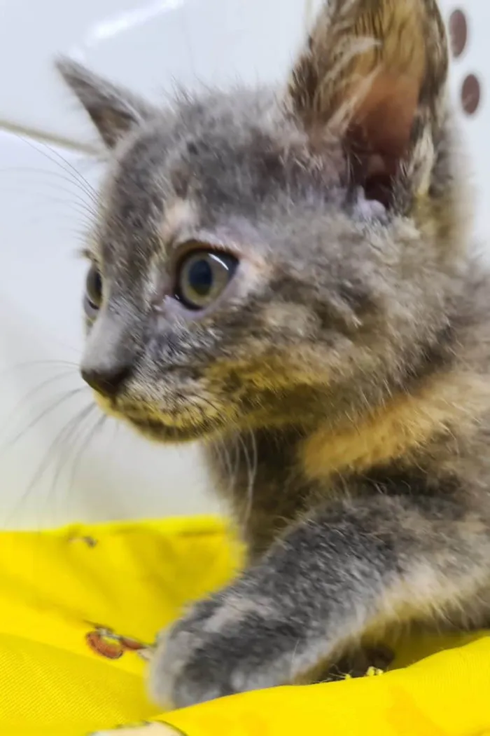Gato ra a SRD-ViraLata idade Abaixo de 2 meses nome Adoção conjunta 
