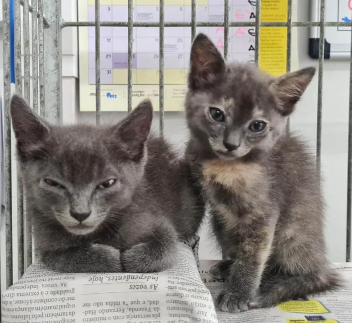 Gato ra a SRD-ViraLata idade Abaixo de 2 meses nome Adoção conjunta 