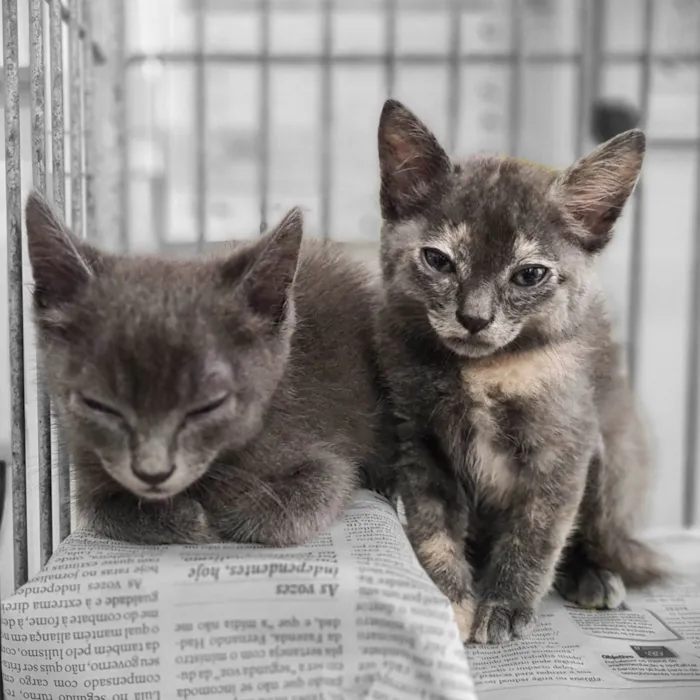 Gato ra a SRD-ViraLata idade Abaixo de 2 meses nome Adoção conjunta 