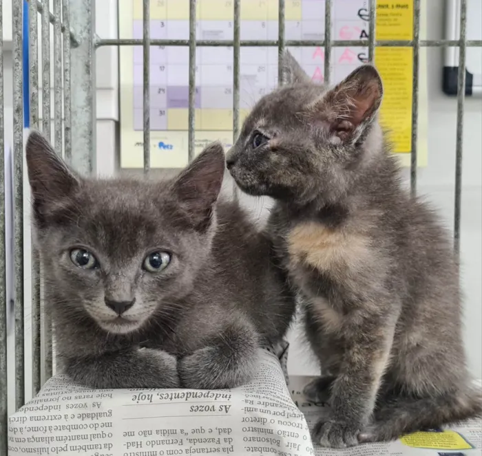 Gato ra a SRD-ViraLata idade Abaixo de 2 meses nome Adoção conjunta 