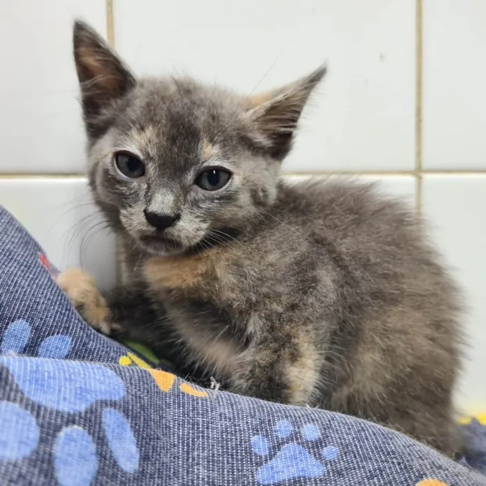 Gato ra a SRD-ViraLata idade Abaixo de 2 meses nome Adoção conjunta 
