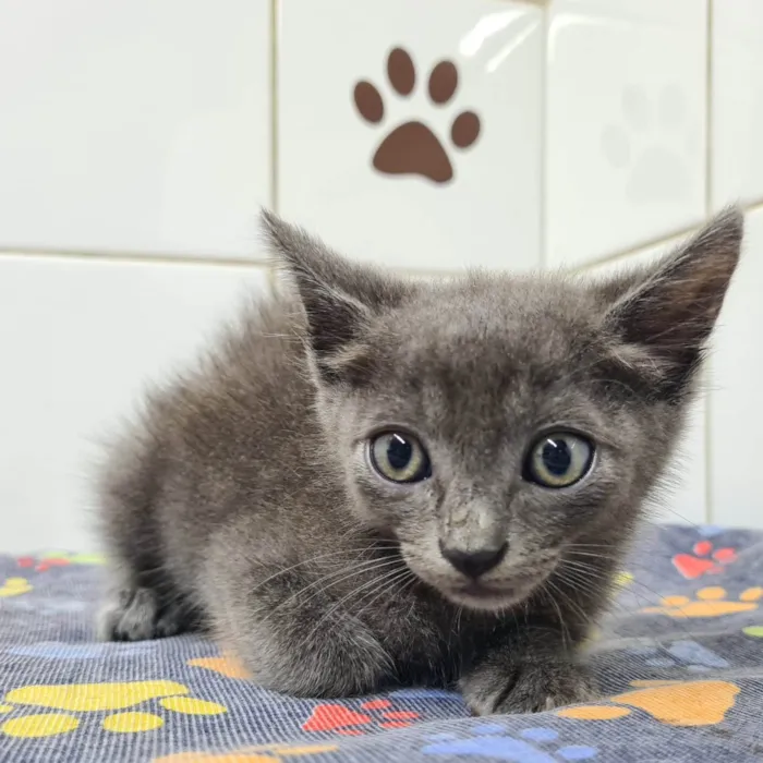 Gato ra a SRD-ViraLata idade Abaixo de 2 meses nome Adoção conjunta 
